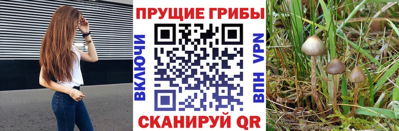Псилоцибиновые грибы Magic Shrooms  Купить где  Цоци-Юрт 